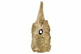 Fossil Spinosaurus Cervical Vertebra - Excellent Preservation #228173-7